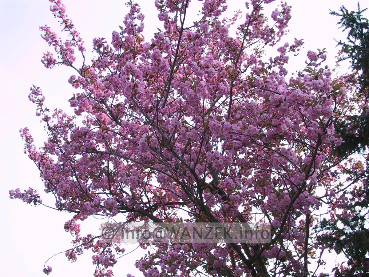 Prunus serrulata Kanzan 01.JPG